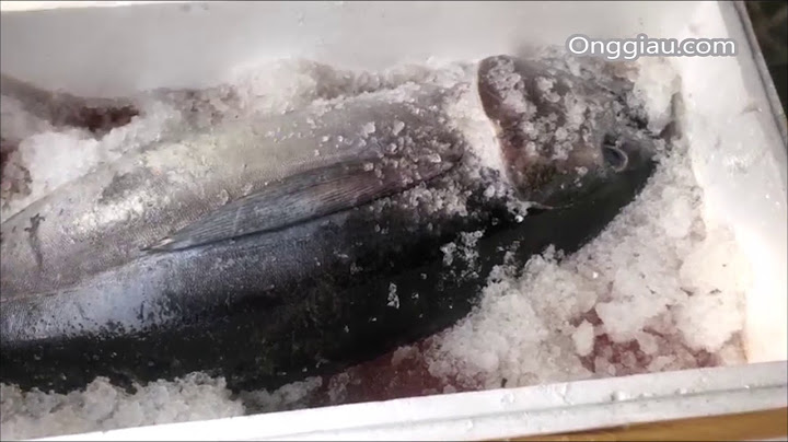 Bao nhiêu tiền 1 kg cá ngừ đại dương năm 2024