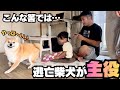 【意識高い】３歳児モーニングルーティン撮影も、逃亡しまくる柴犬が主役な朝