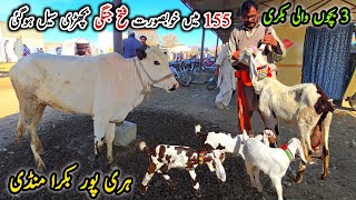 Bakra Mandi Haripur Latest Update 12 February 2026 