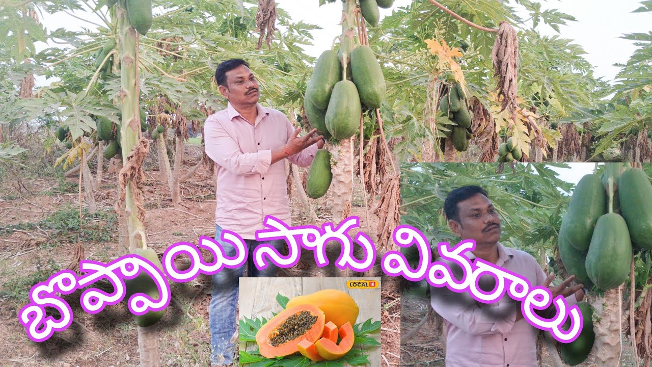 బొప్పాయి సాగు వివరాలు  #మధుమేహం కు సంజీవని ఓషధం  #agriculture #viral #trending #bestvideo #వ్యవసాయం 