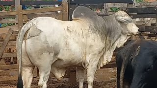 Feira de gado em Coite do Noia Alagoas 05/04/26#nordeste