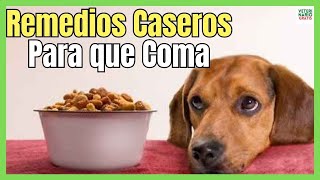🐶 HOME REMEDIES FOR DOGS THAT DO NOT WANT TO EAT 🐶