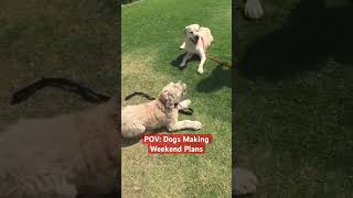 Pov: Dogs Making Weekend Plans 🐶 @Thejessiishow #Themanniishow.com/Series