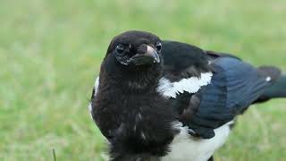 super close up of magpie dining by Happy Hopping 402 views 1 month ago 2 minutes, 59 seconds