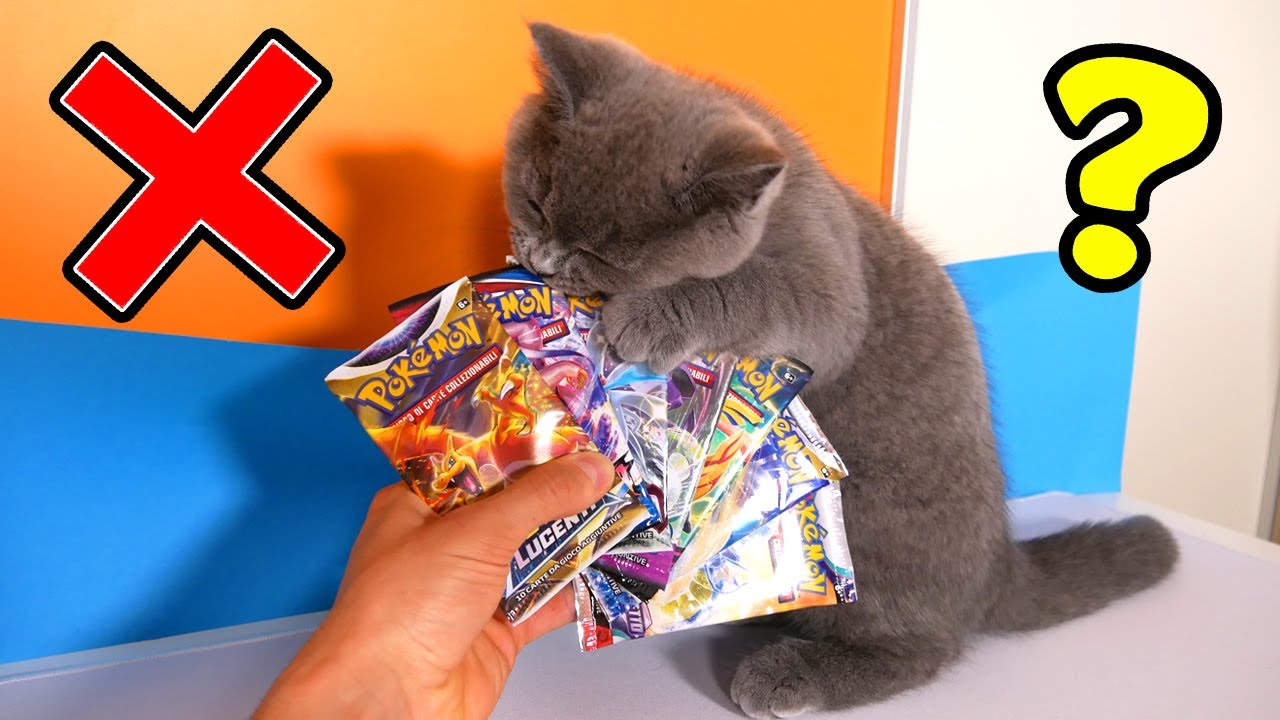 IL MIO GATTO SCEGLIE QUALE PACCHETTO POKEMON APRIRE