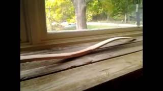 My Almost Complete Book of Sinew Backing Tricks.