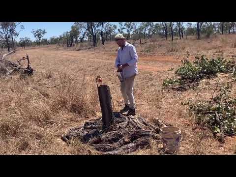 Paddock consortium, Syntropic Agriculture on a cattle station