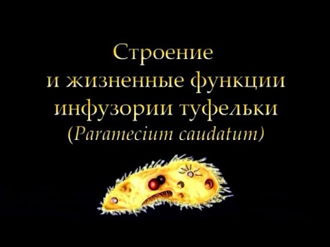 Инфузория туфелька Paramecium caudatum