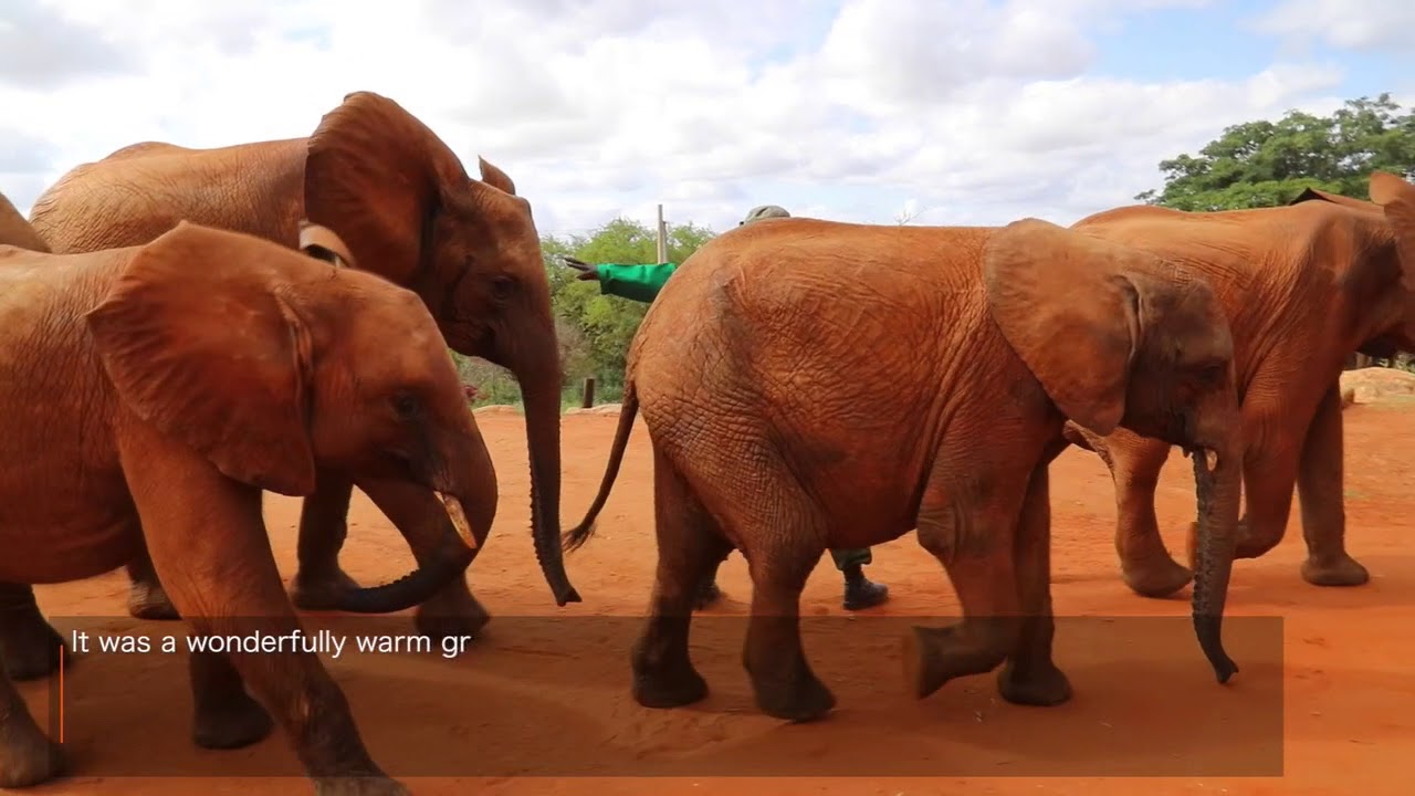 Mbegu, Ndotto and Lasayen graduate to our Voi Reintegration Unit | Sheldrick Trust
