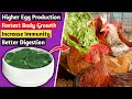 Feeding Moringa Leaves to Chickens: 5 Amazing Benefits👌| Natural Chicken Feed | Organic Chicken Feed