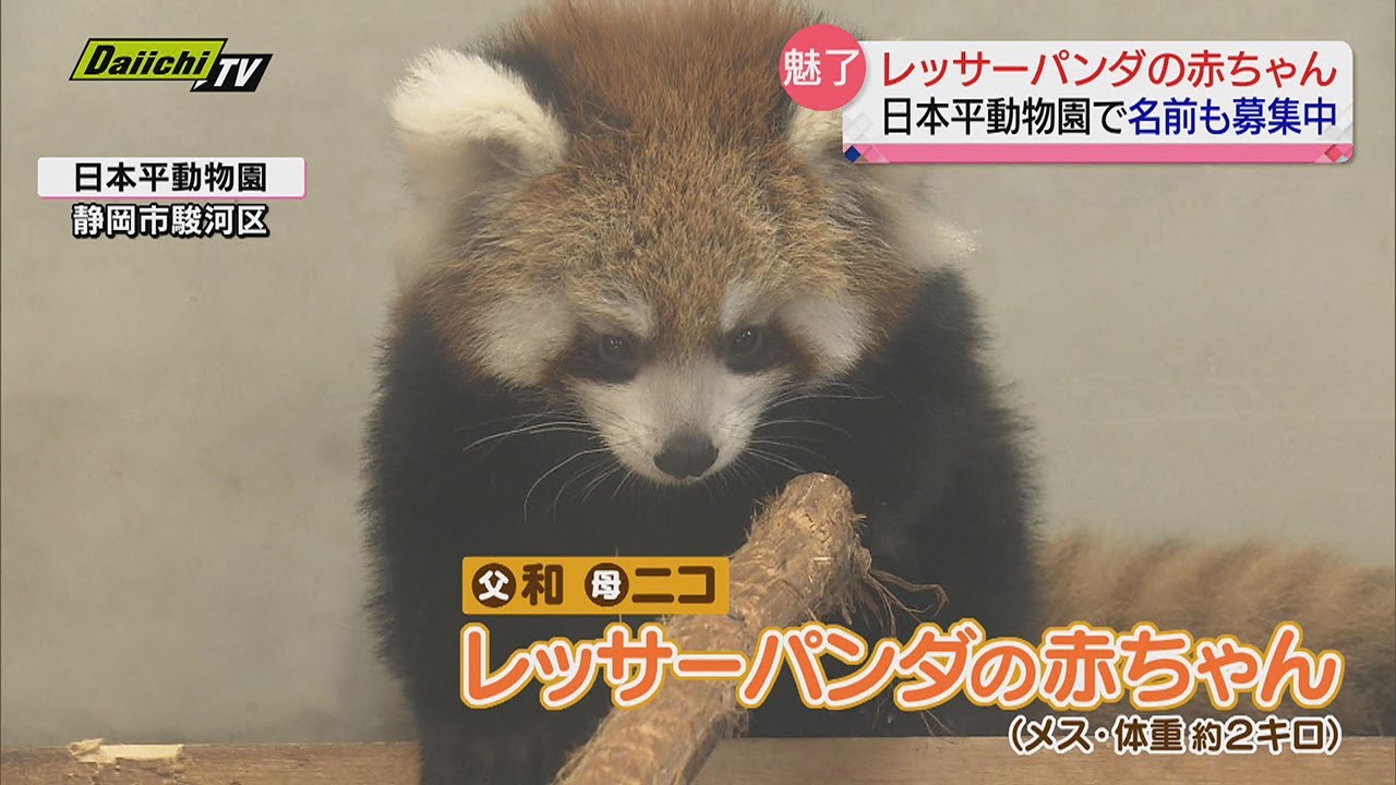 Baby red panda born at 