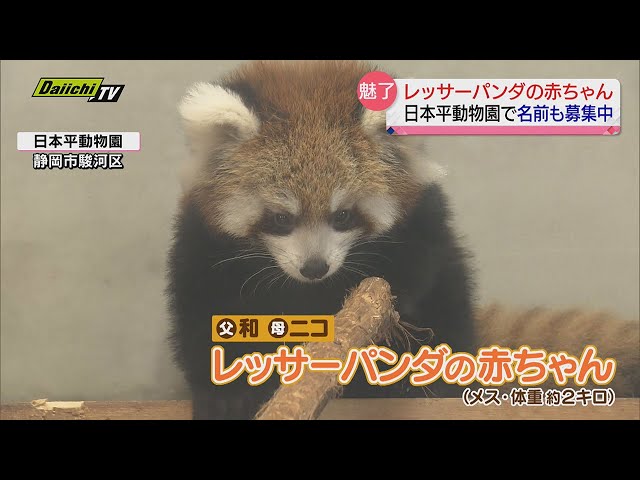 Baby red panda born at 