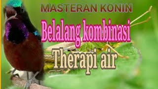 MASTERAN KONIN BELALANG EMAS KOMBINASI AIR MENGALIR