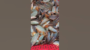 Cá heo, đặc sản mùa nước nổi