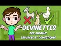 Devinettes des animaux sauvages et domestiques