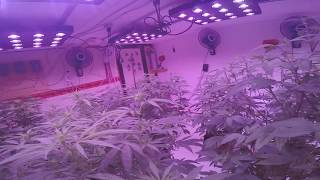 Medical LED Grow Season 5 Day 11