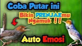 Suara pikat Prenjak Kepala Merah /Cemplir gacor || si kecil suara pedas #prenjakkepalamerahgacor