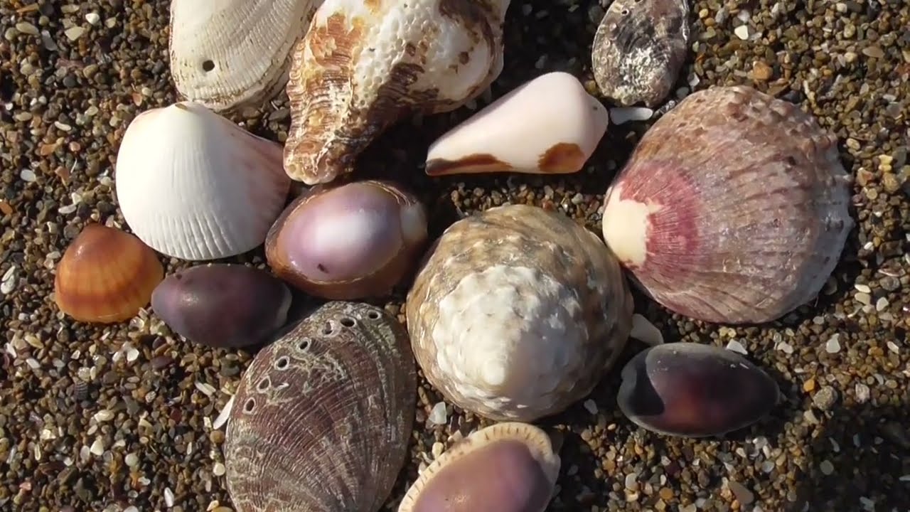波打ち際を歩きながら 砂浜の貝殻を拾ってみませんか 珍しいものや 奇麗なものを見つけることもあるので 気に入ったものを持って帰ってください Youtube