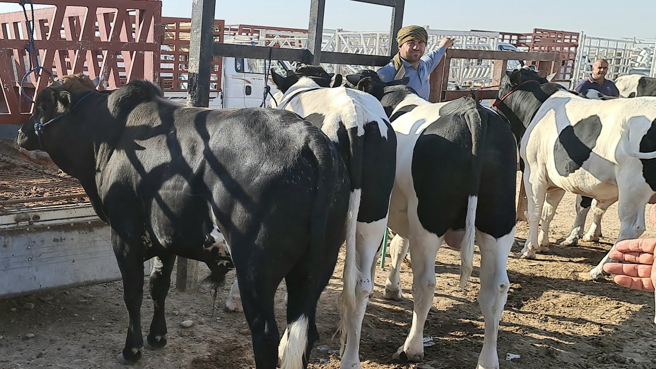 #بورصة أسواق المواشي في العراق ليوم الاثنين2020/10/19 سوق محافظة ديالى تعد السوق المركزية للعراق.ح2