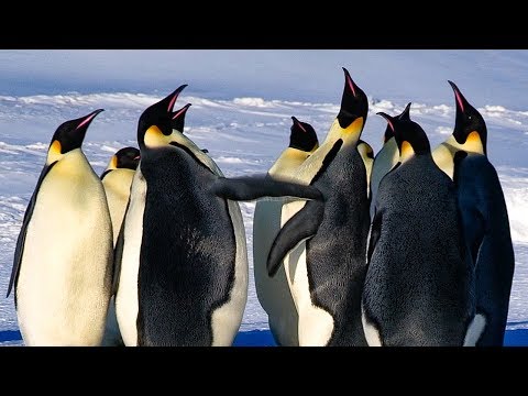 Emperor Penguins Fight