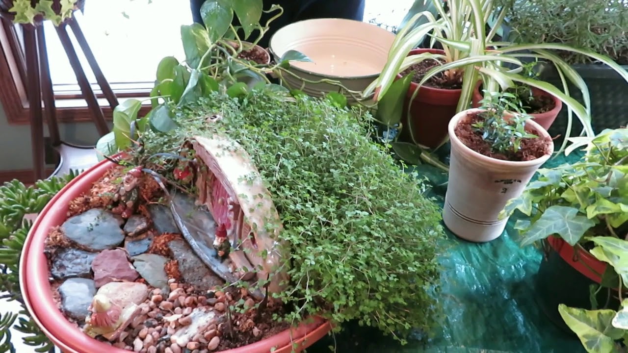 Howto Video on Plant Care. YouTube