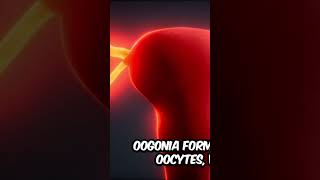 “Gametogenesis Explained in 1 Minute | Easy Animation for Class 12 Biology