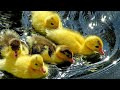 Anak Bebek Lucu Berenang Bersama Di Kolam Buatan | Swim Ducks #Part 10