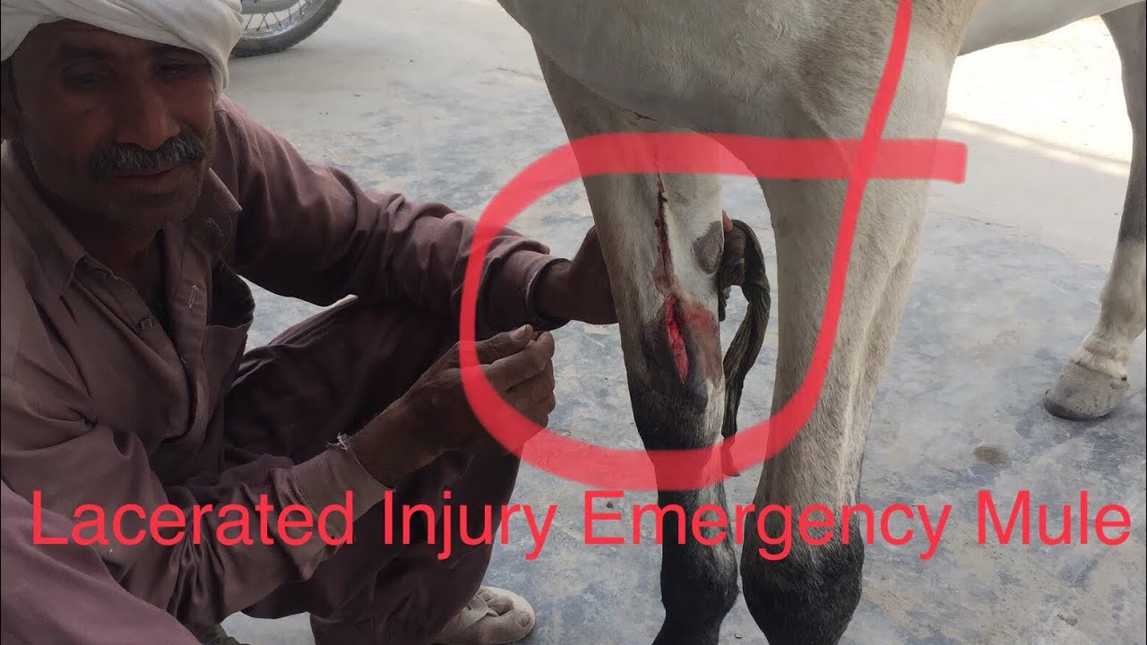 Horse Accident Injury Horse wound management Equine Surgery 