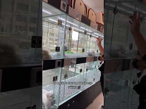ПОКУПКА СОБАКИ В КОРЕЕ / ГИПОАЛЕРГЕННАЯ ПОРОДА