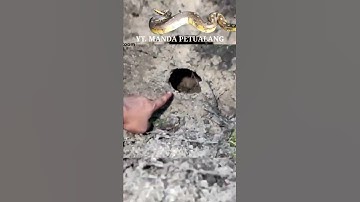 bongkar sarang ular buntet #shorts #shortsvideo #short #ular #snake