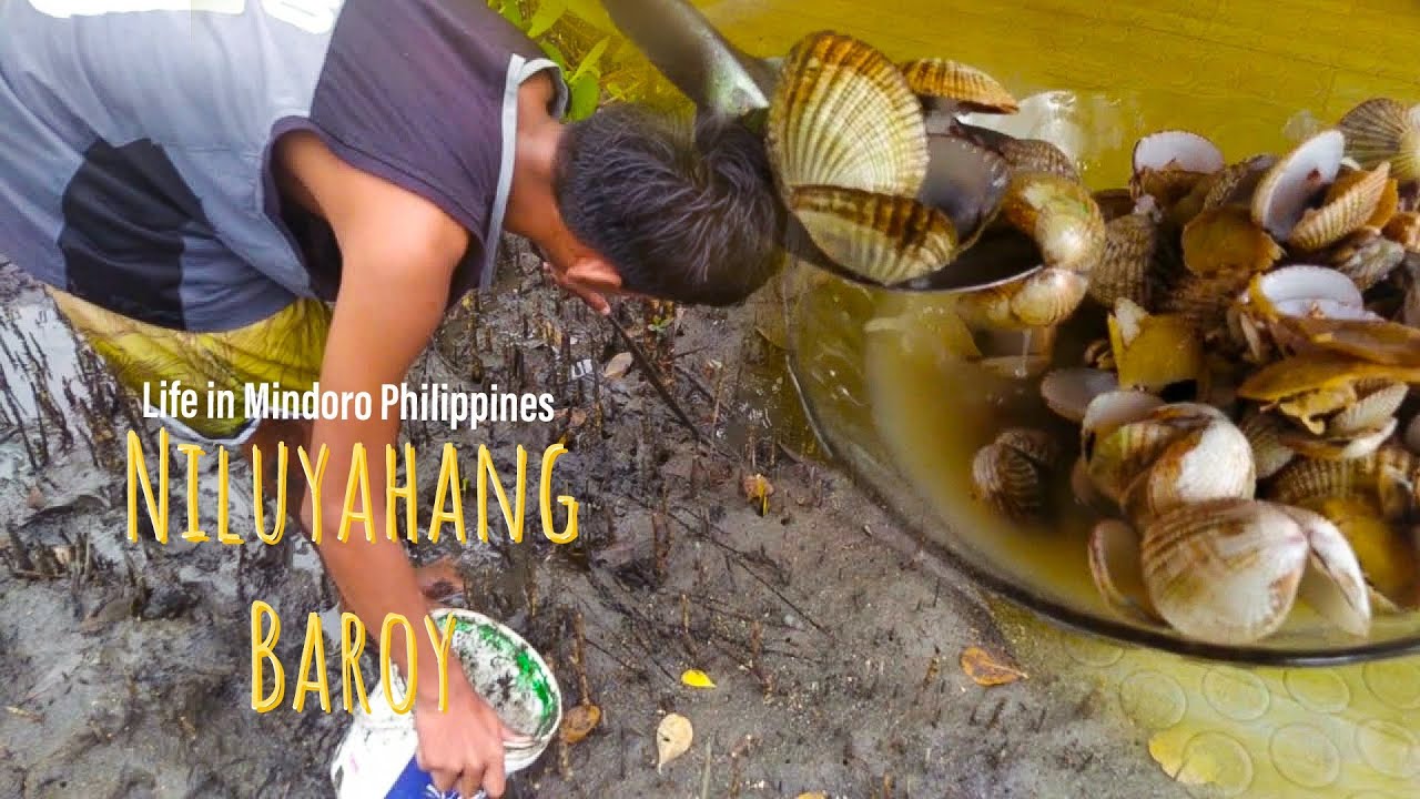 SEAFOODS CATCH AND COOK Baroy, Bigatan and Clams with Ginger || Life in ...