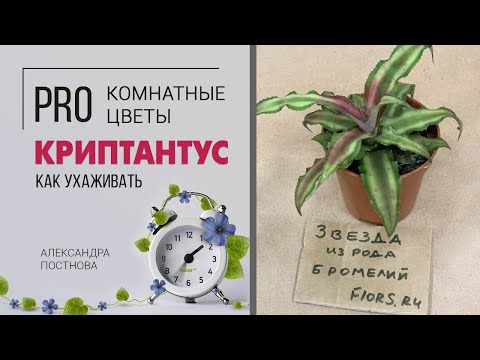 Video: Stelele Petalate Ale Lui Kryptantus