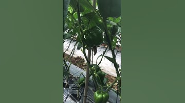 Ớt chuông xanh Đà Lạt  @Dalat Farm  #shorts #đặcsảnđàlạt