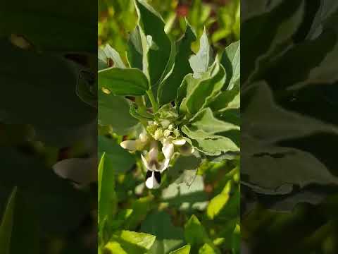 زهرة الفول
