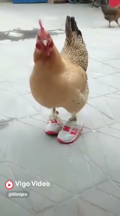 Video lucu ayam pake sepatu