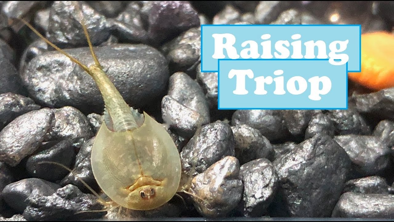 Triops – life cycle, facts and care - Pets-Society