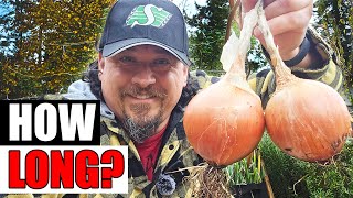 How Long Do Onions Last For Garden Quickie Episode 270