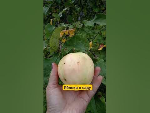 Сорт яблони "Осеннее полосатое" #дача #сад #яблоки #яблоня - YouTube