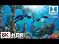 Exotic Deep Sea Creatures in 8K HDR | Dolby Vision™