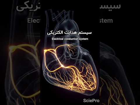 سیستم هدایت قلب پیچیده تر از چیزی هست که فکرش رو می کنی پرستار قلب   پزشکی