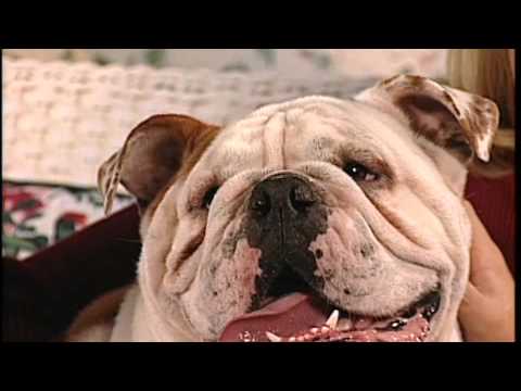 The English Bulldog breed profile from New You Network