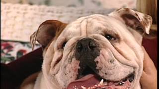 The English Bulldog breed profile from New You Network