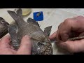 Bluegill Taxidermy… Loose Scales and Tails.. NO PROBLEM!!! Part 6