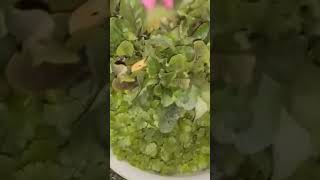Последний урожай собирали ночью #семья #дача #урожай