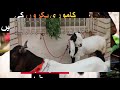 Kamori Goats Pair Qurbani | 160k | F.B Area Block-8 | Karachi | 2021