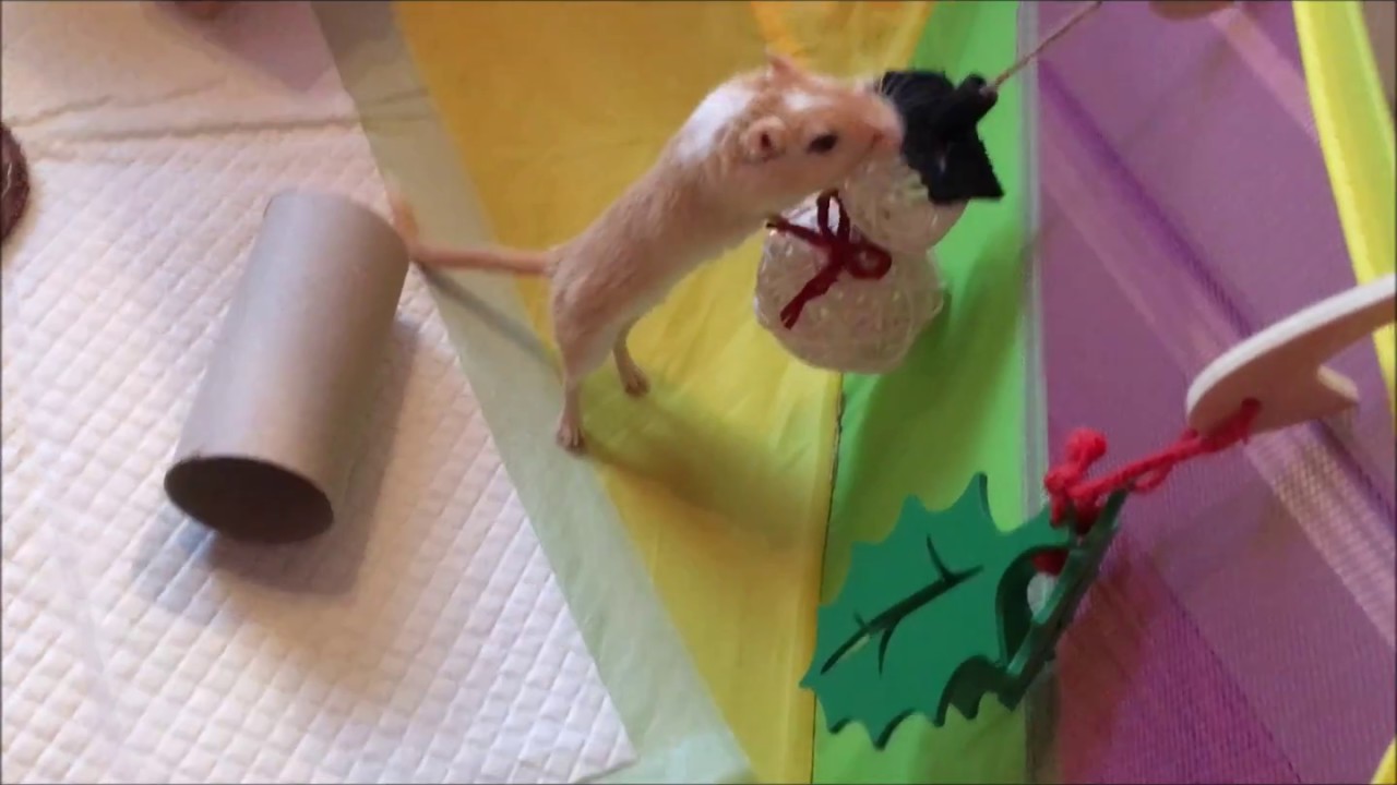 dwarf hamster food March 2018