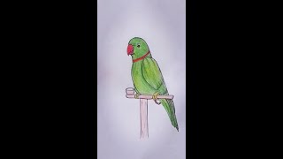 parrot drawing/how to draw a realistic parrot #trendingshorts  #short #pencilsketchforbegginers😋😋
