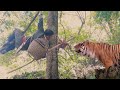 tiger attack me survival of bamboo fire bomb