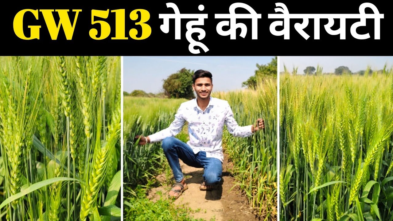 GW 513 गेहूं की वैरायटी | कम पानी में ज़्यादा उत्पादन | GW 513 Wheet Verity Full Details 🌾