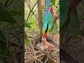 Inside the Nest of a Wild Cissa chinensis